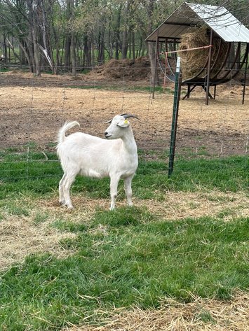 Image for 2025 | Bluegrass Performance Invitational