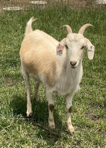 Image for 2025 | Heartland Kiko Production Sale