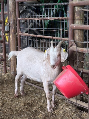 Image for 2025 | Heartland Kiko Production Sale