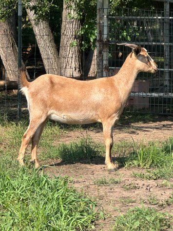 Image for 2025 | Heartland Kiko Production Sale