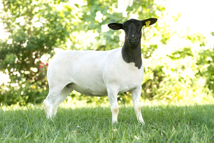 Image for 2025 | Southern States Dorper Sale