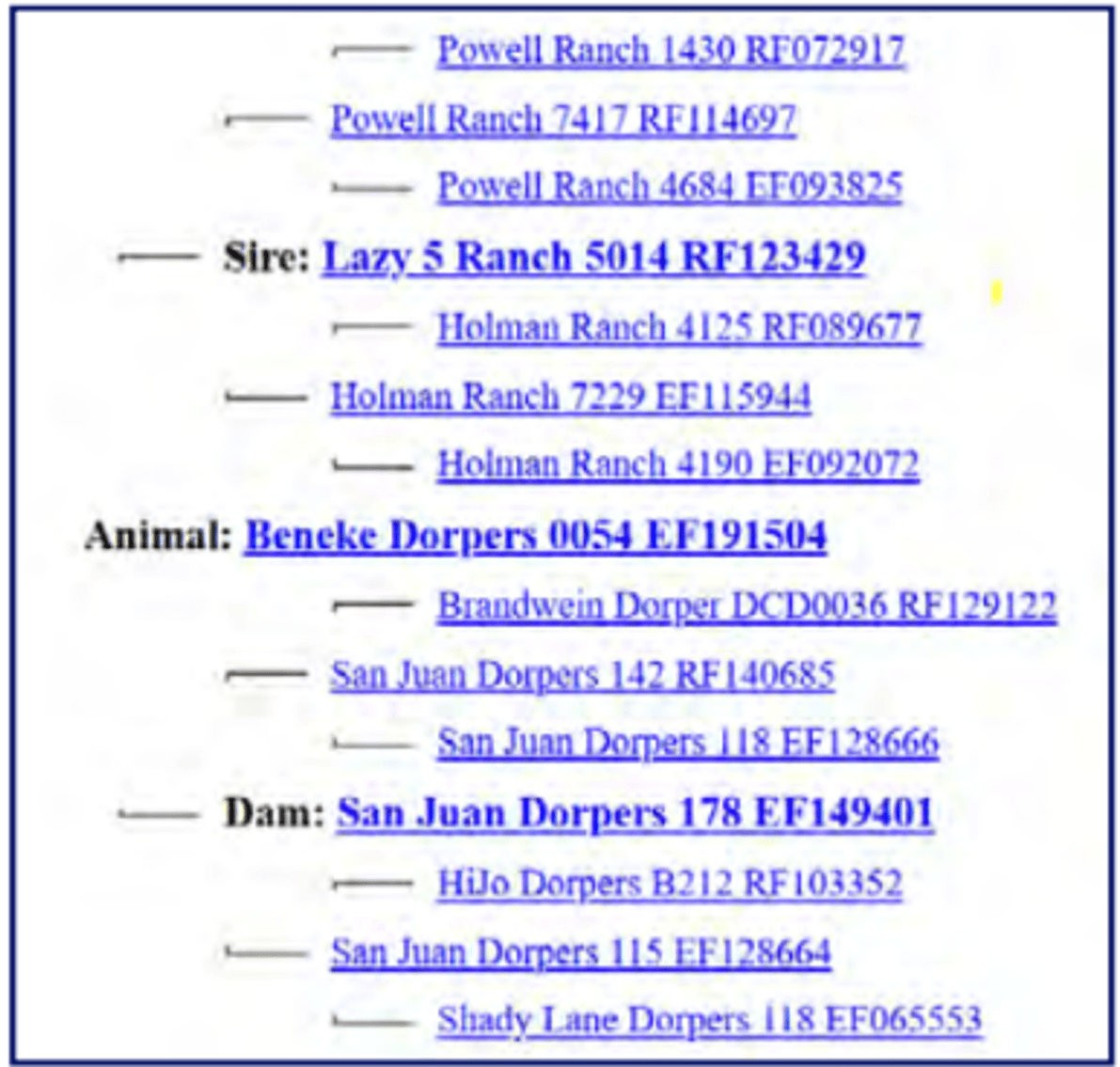 Image for 2025 | Southern States Dorper Sale