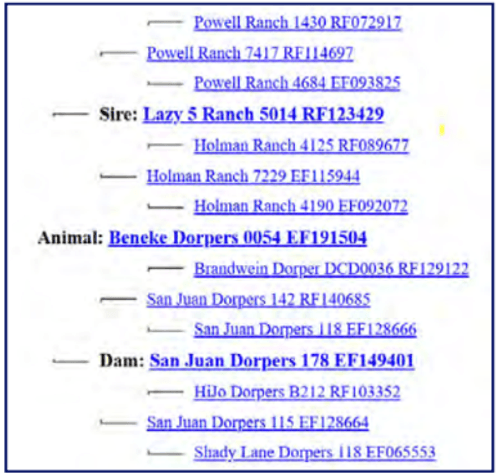 Image for 2025 | Southern States Dorper Sale