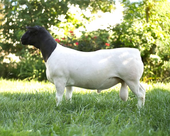 Image for 2025 | Southern States Dorper Sale