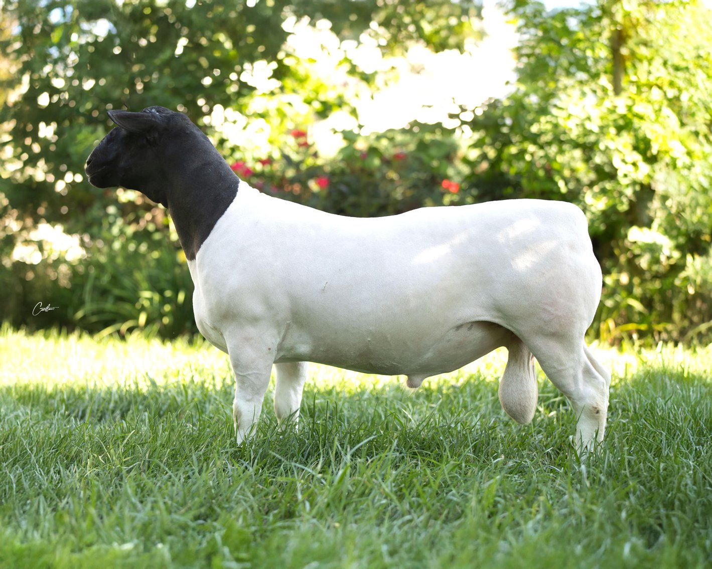 Image for 2025 | Southern States Dorper Sale