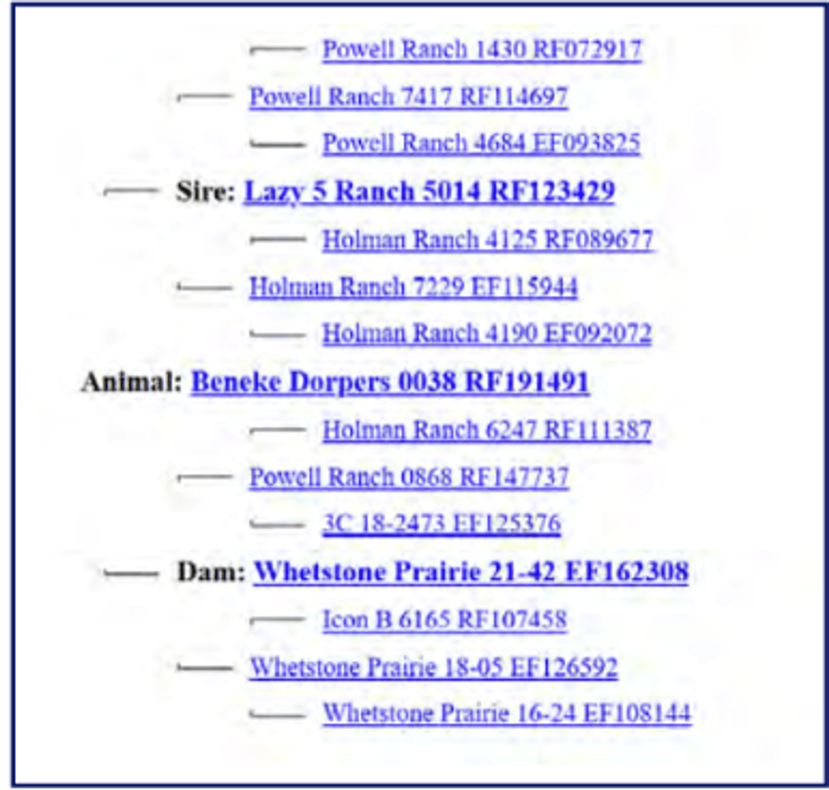 Image for 2025 | Southern States Dorper Sale