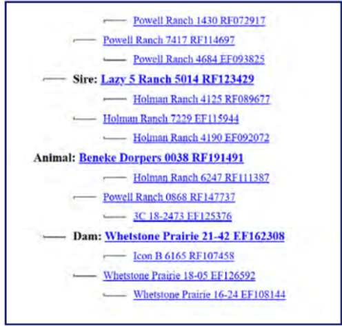 Image for 2025 | Southern States Dorper Sale
