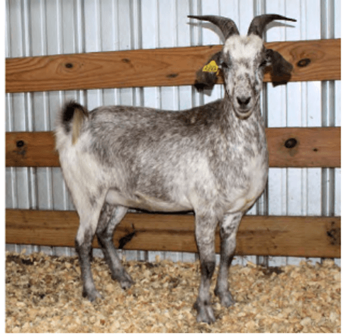 Image for 2025 | Heritage Kiko Showcase