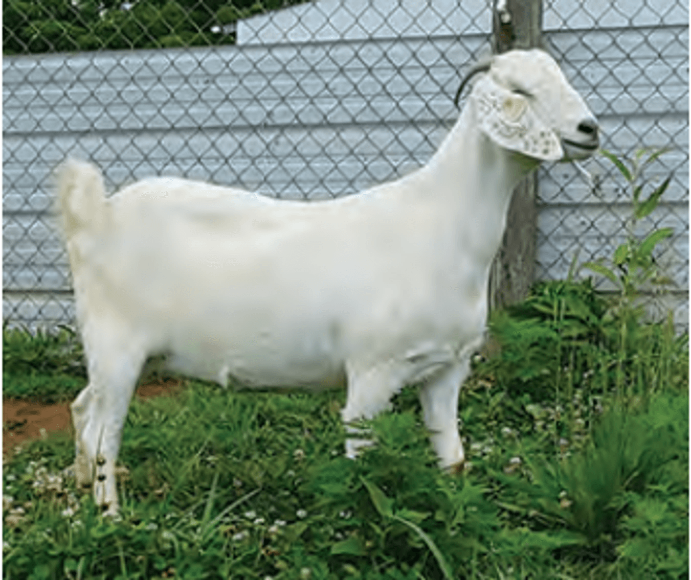 Image for 2025 | ASGA Premier Sale