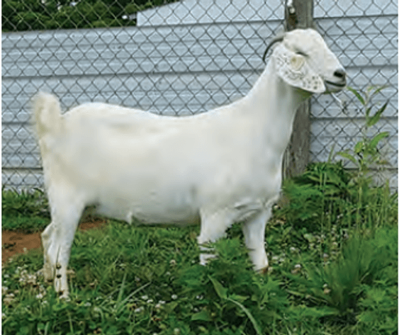 Image for 2025 | ASGA Premier Sale