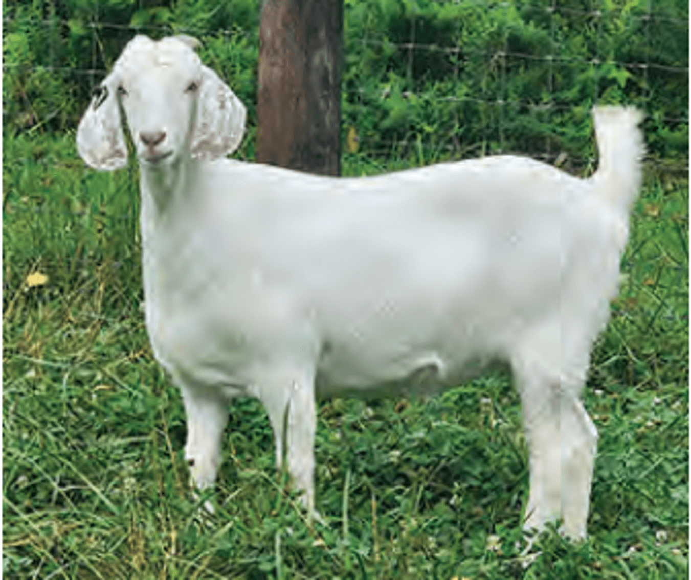 Image for 2025 | ASGA Premier Sale