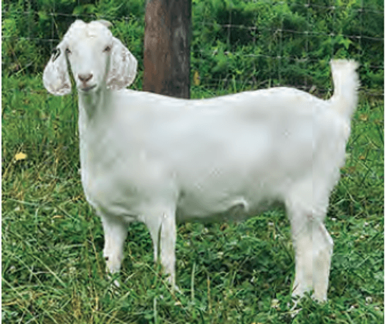 Image for 2025 | ASGA Premier Sale