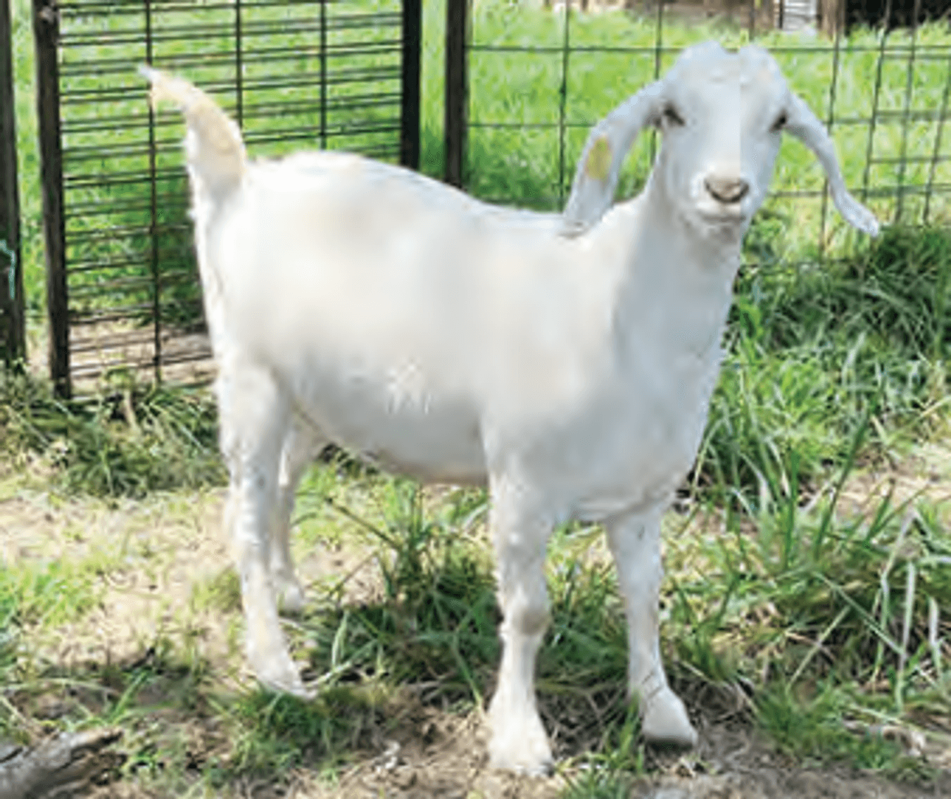 Image for 2025 | ASGA Premier Sale