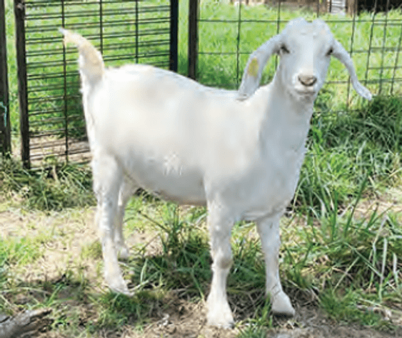 Image for 2025 | ASGA Premier Sale