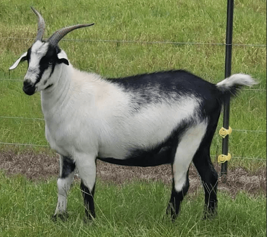 Image for 2025 | Appalachian Kiko Invitational