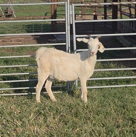 Image for 2025 | Oklahoma Hills Invitational