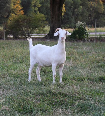 Image for 2025 | Cream of Crop- Kiko Sale