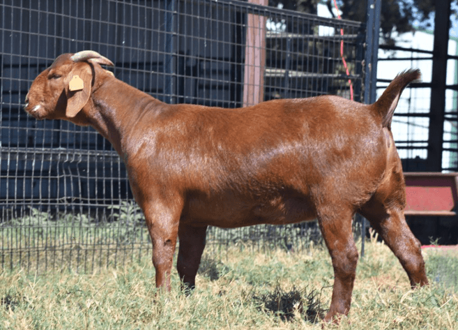 Image for 2025 | The Southeastern Classic