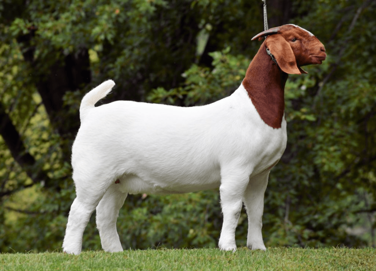 Image for 2025 | The Twilight Twelve