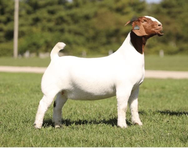 Image for 2025 | The Twilight Twelve