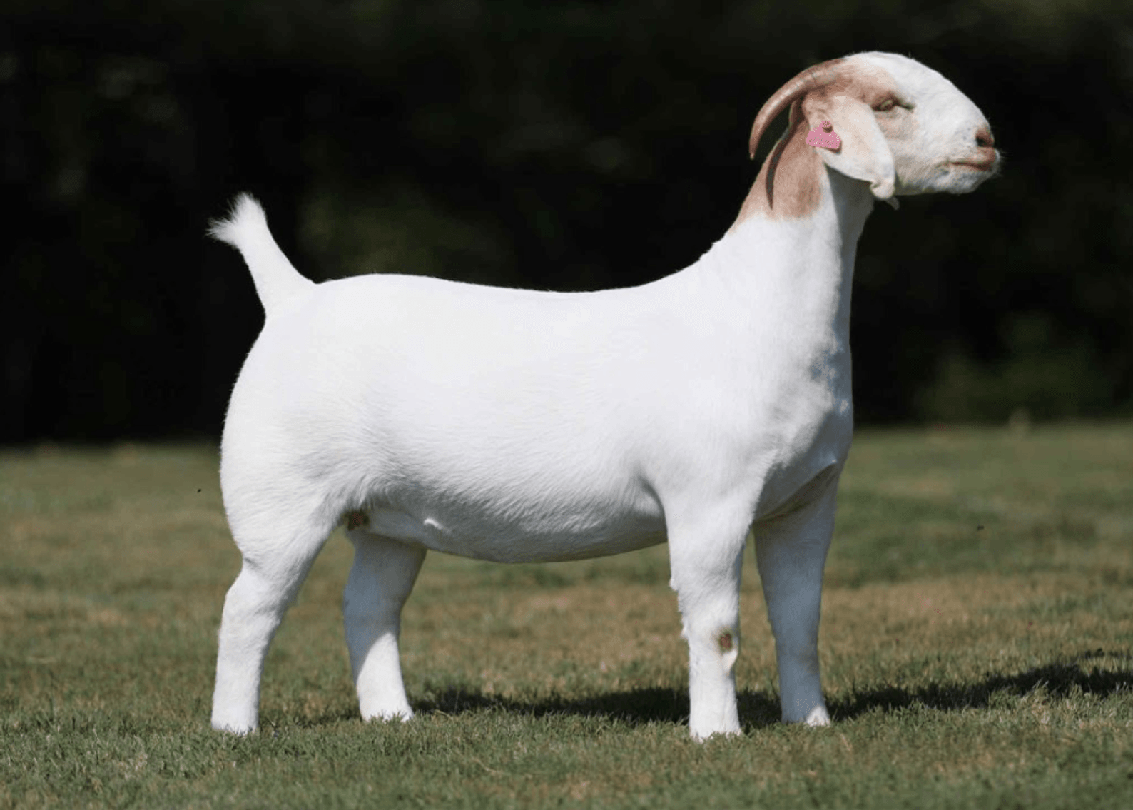 Image for 2025 | The Twilight Twelve