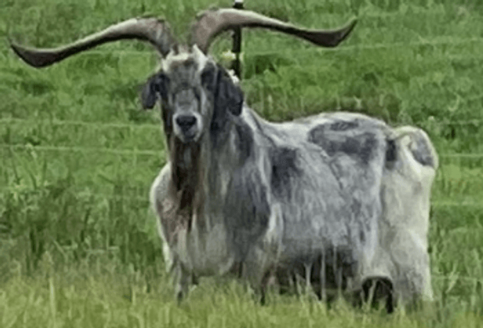 Image for 2025 | Brovember- Kiko Genetics