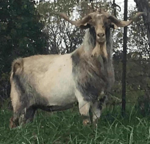 Image for 2025 | Brovember- Kiko Genetics