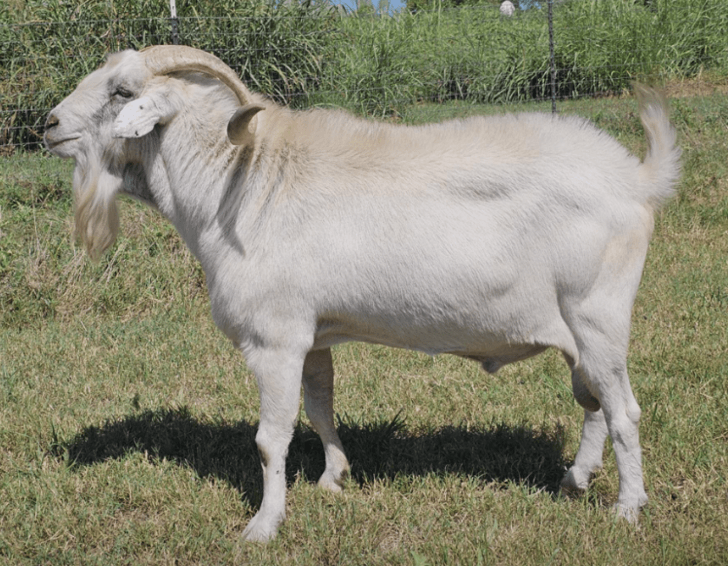 Image for 2025 | Brovember- Kiko Genetics