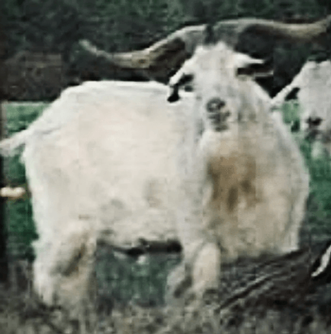 Image for 2026 | The Hangover Frozen Sale