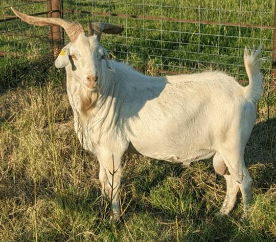 Image for 2026 | The Hangover Frozen Sale