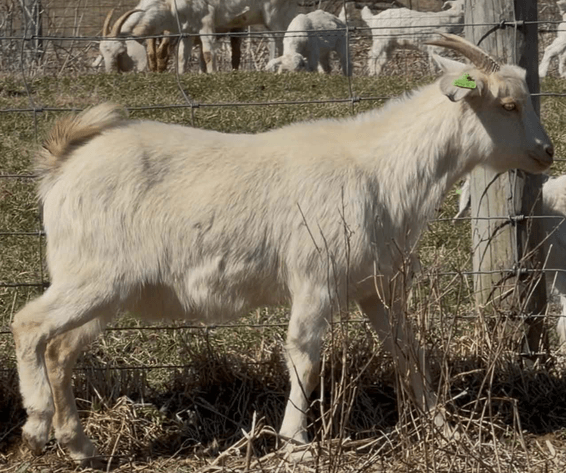 Image for 2026 | Cabin Fever Kiko Sale