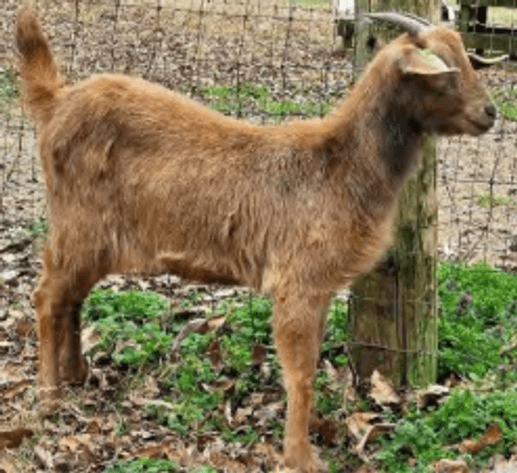 Image for 2026 | SEKGA Sale