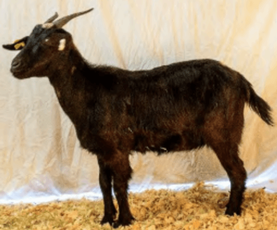 Image for 2026 | SEKGA Sale