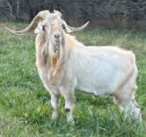 Image for 2026 | SEKGA Sale