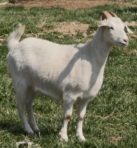 Image for 2026 | New Green Country Invitational