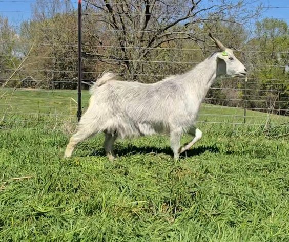 Image for 2026 Hendley Farms | Dispersal Sale