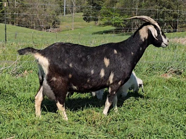 Image for 2026 Hendley Farms | Dispersal Sale