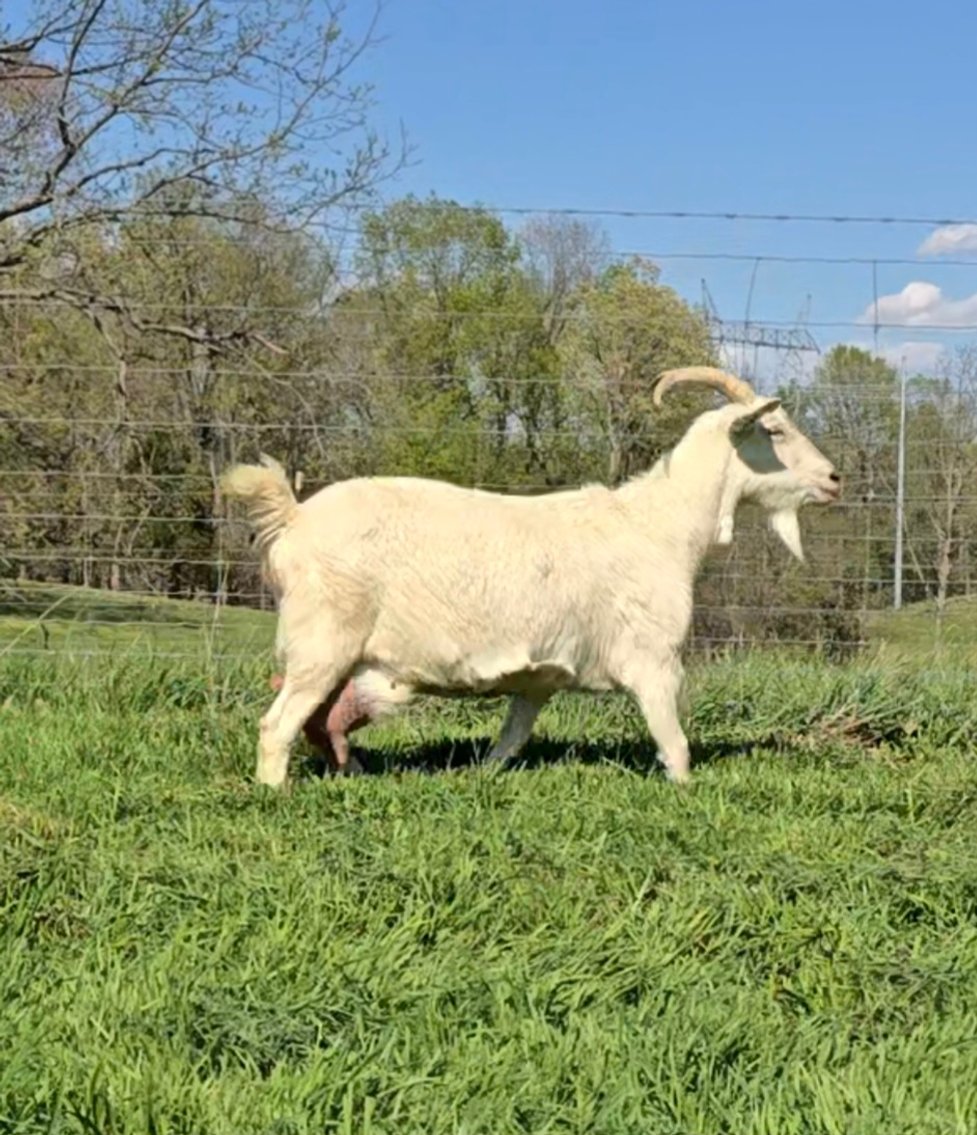 Image for 2026 Hendley Farms | Dispersal Sale