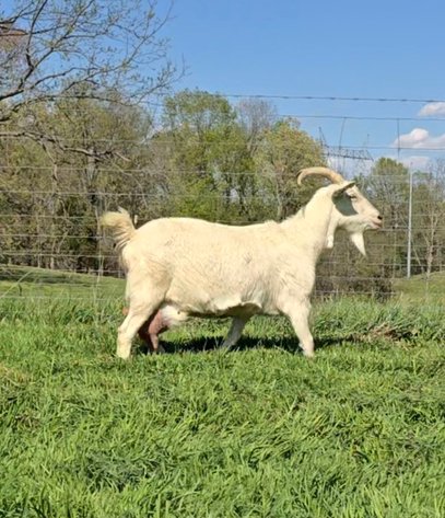 Image for 2026 Hendley Farms | Dispersal Sale