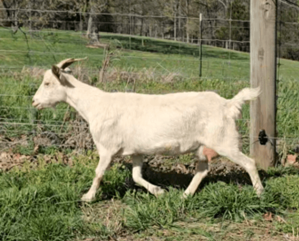 Image for 2026 Hendley Farms | Dispersal Sale