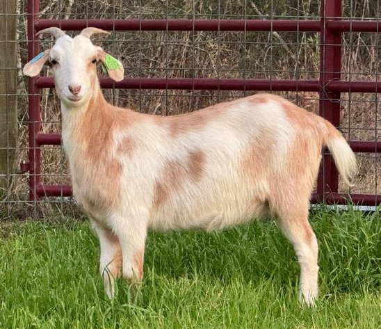 Image for 2026 | NKR Spotlight Sale