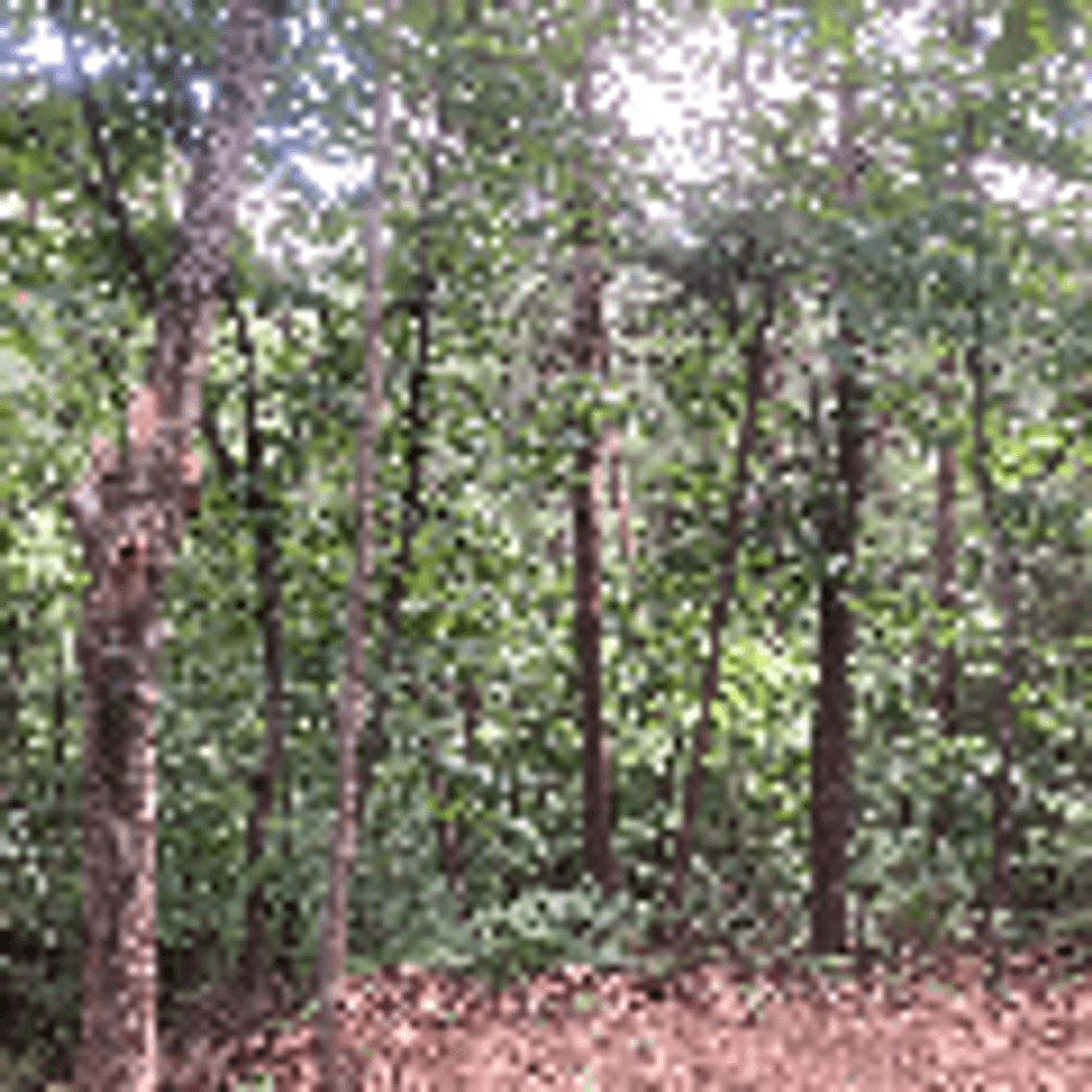 Image for 3264 GOLD DUST RD PIGEON FORGE, TN 37863