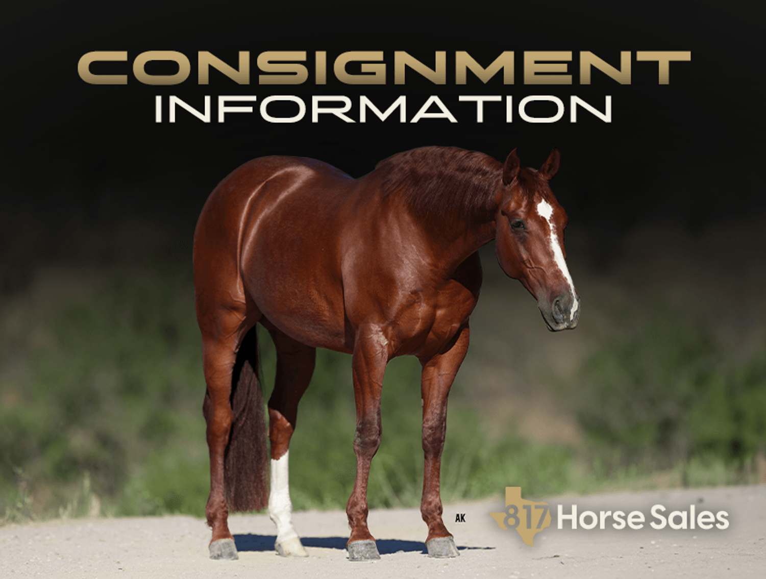 Image for 2026- August Performance Horse Sale