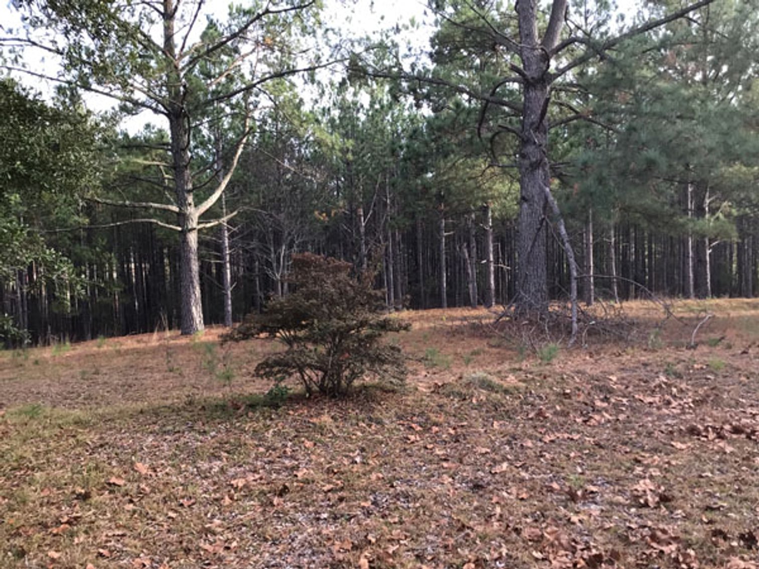 Image for A Brick Ranch Home on nearly 5 acres in Richmond County close to Rockingham, NC.