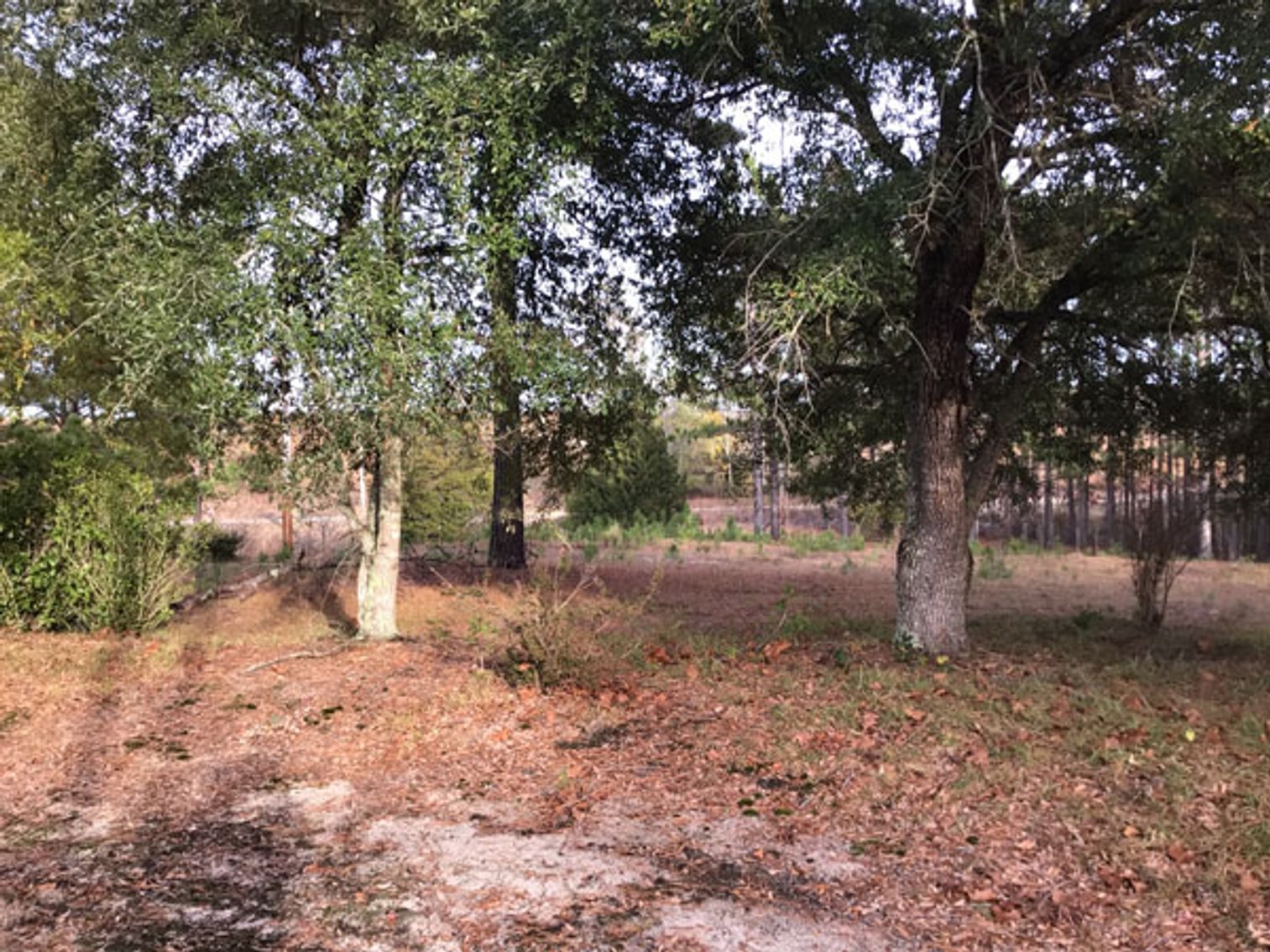 Image for A Brick Ranch Home on nearly 5 acres in Richmond County close to Rockingham, NC.
