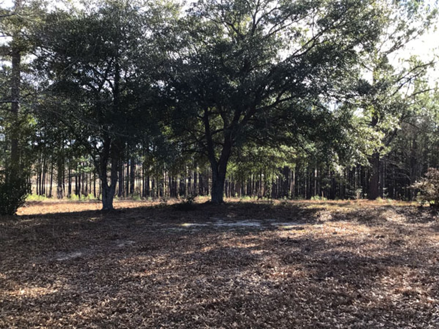 Image for A Brick Ranch Home on nearly 5 acres in Richmond County close to Rockingham, NC.