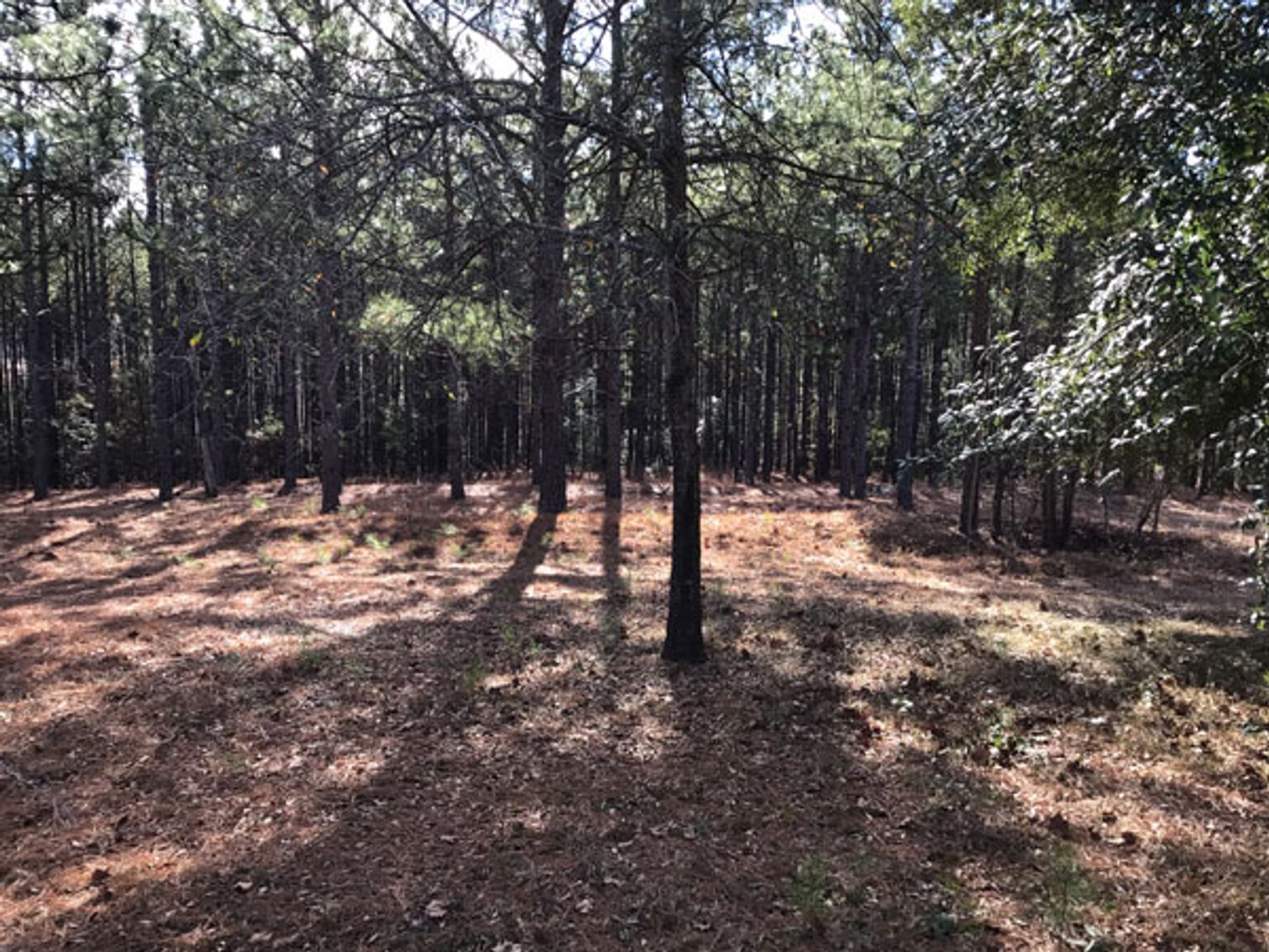 Image for A Brick Ranch Home on nearly 5 acres in Richmond County close to Rockingham, NC.
