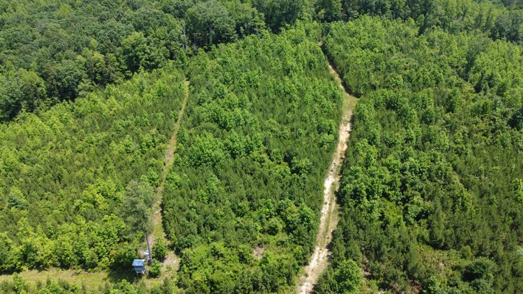 Image for 436 acres in Randolph County Divided into multiple tracts w/a portion selling absolute! This is an online / live / simulcast event!