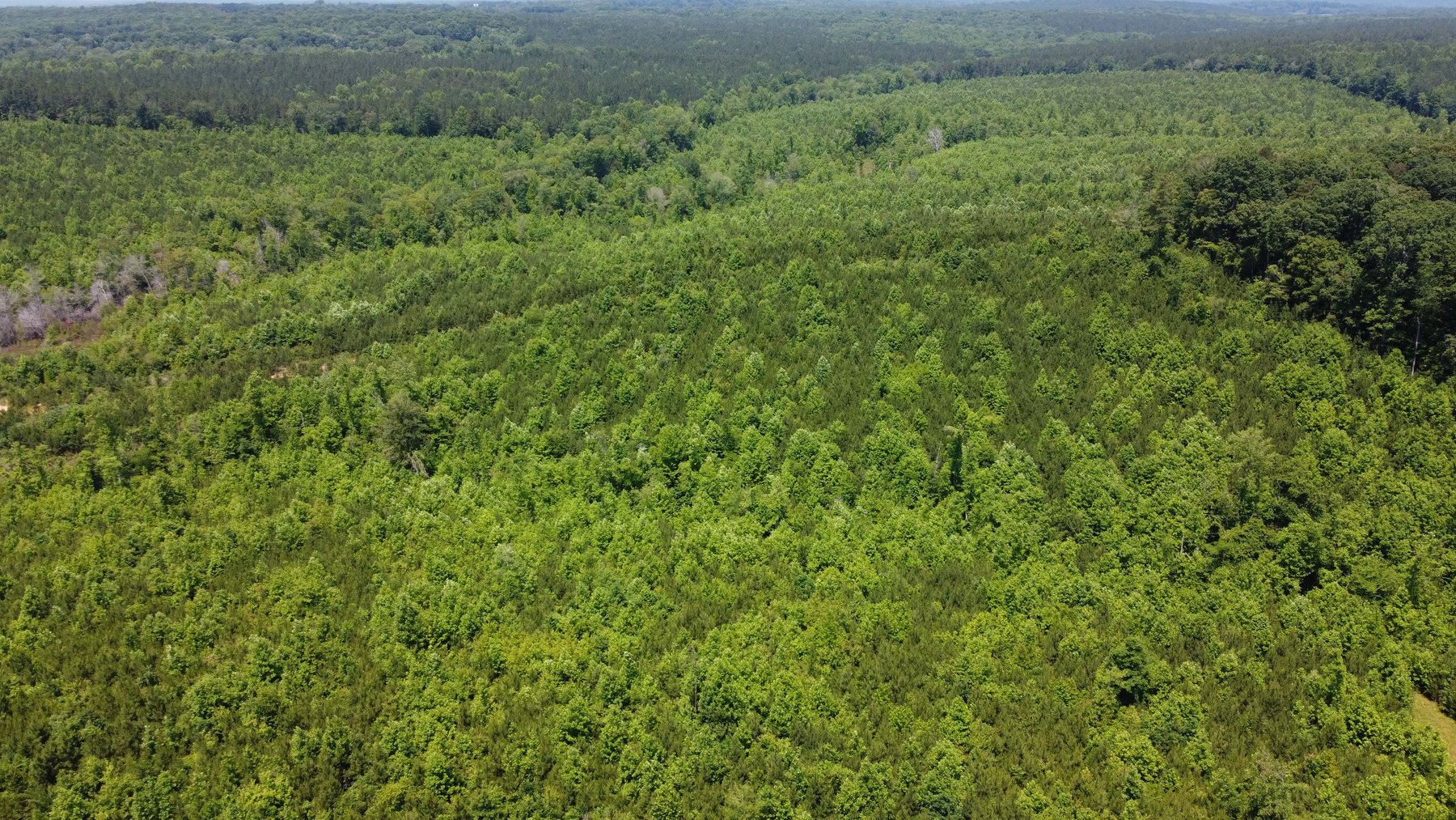 Image for 436 acres in Randolph County Divided into multiple tracts w/a portion selling absolute! This is an online / live / simulcast event!