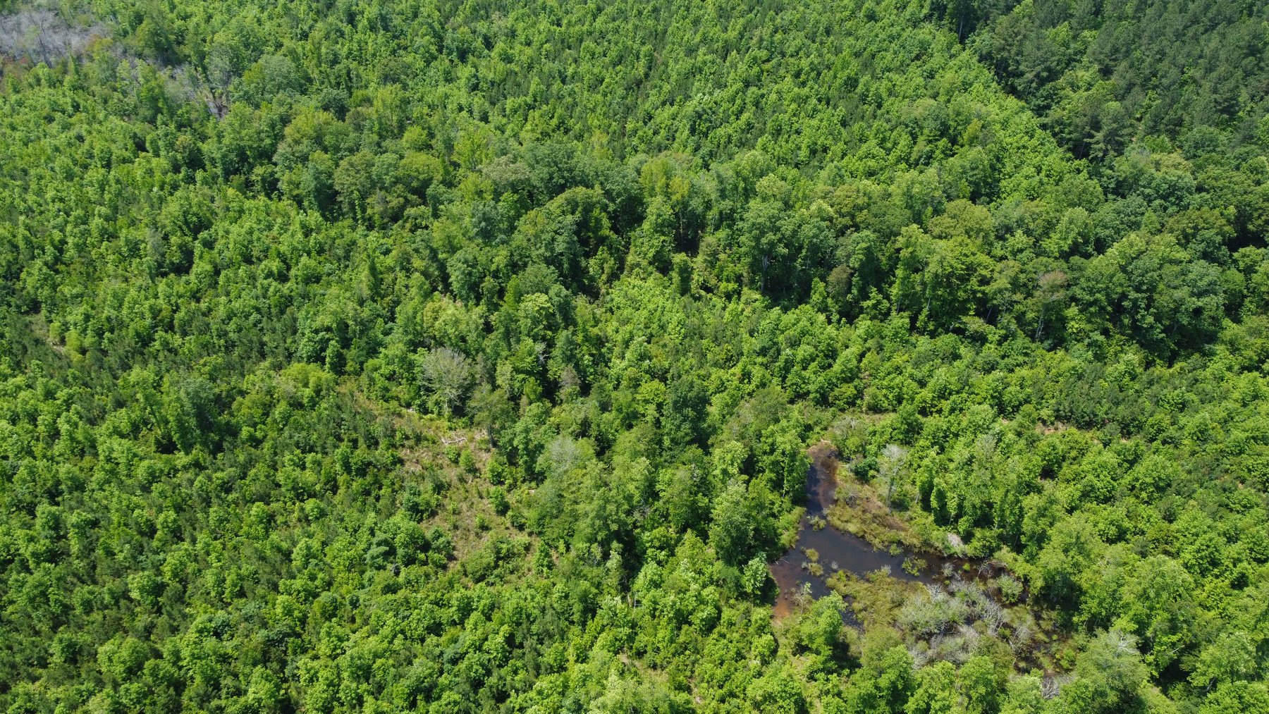 Image for 436 acres in Randolph County Divided into multiple tracts w/a portion selling absolute! This is an online / live / simulcast event!
